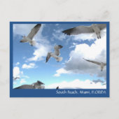 South Beach Miami Florida Seagulls Briefkaart (Voorkant)