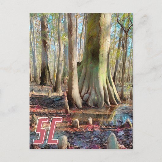 South Carolina Congaree Briefkaart (Voorkant)