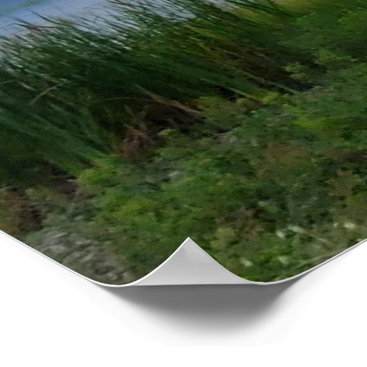 South Carolina Groot onweer watermoeras Poster (Hoek)