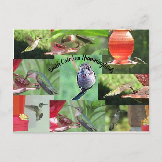 South Carolina Hummingbirds Briefkaart (Voorkant)