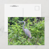 South Carolina Little Blue Heron Briefkaart (Voorkant / Achterkant)