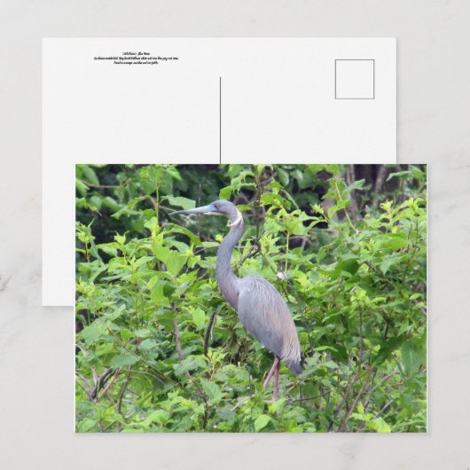 South Carolina Little Blue Heron Briefkaart (Voorkant / Achterkant)