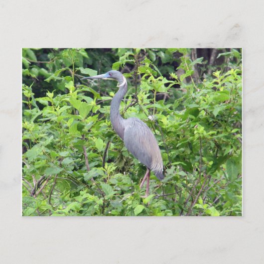 South Carolina Little Blue Heron Briefkaart (Voorkant)