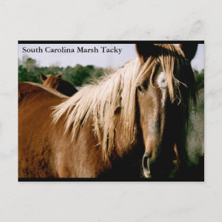 South Carolina Marsh Tacky Briefkaart