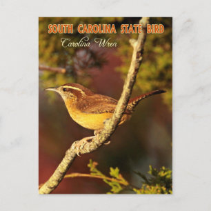 South Carolina State Bird: Carolina Wren Briefkaart