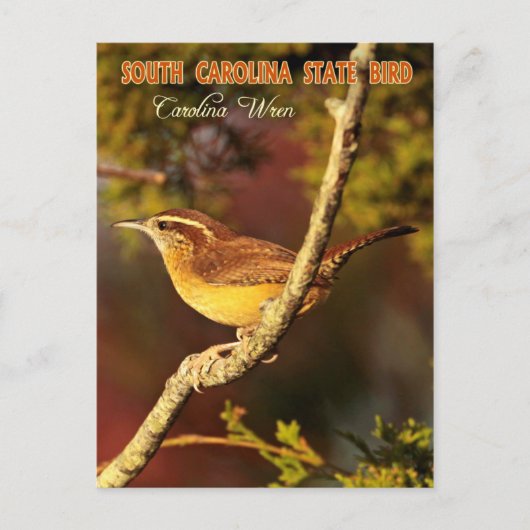 South Carolina State Bird: Carolina Wren Briefkaart (Voorkant)