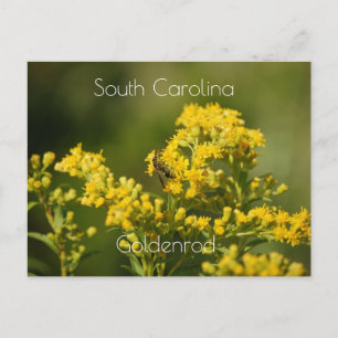South Carolina State Flower Goldenrod Briefkaart