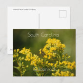 South Carolina State Flower Goldenrod Briefkaart (Voorkant / Achterkant)