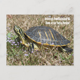 South Carolina Turtle Briefkaart