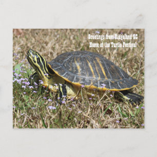 South Carolina Turtle Briefkaart