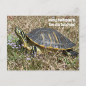 South Carolina Turtle Briefkaart (Voorkant)