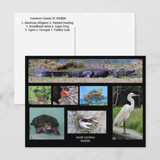 South Carolina Wildlife Briefkaart (Voorkant / Achterkant)