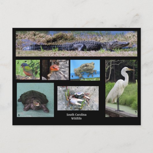 South Carolina Wildlife Briefkaart (Voorkant)