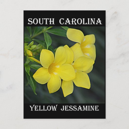 South Carolina Yellow Jessamine Briefkaart (Voorkant)