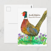 South Dakota Ring Necked Pheasant Pasque Flower Briefkaart (Voorkant / Achterkant)