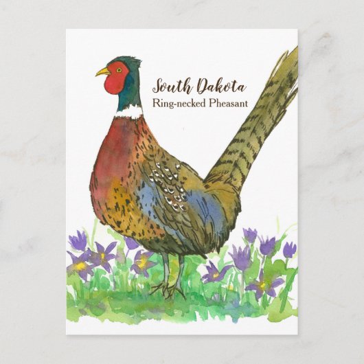 South Dakota Ring Necked Pheasant Pasque Flower Briefkaart (Voorkant)