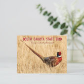 South Dakota State Bird: Ring-necked fazant Briefkaart (Staand voorkant)