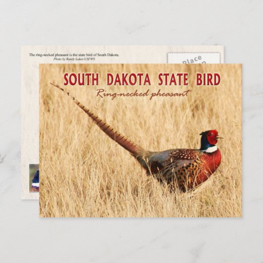 South Dakota State Bird: Ring-necked fazant Briefkaart (Voorkant / Achterkant)