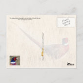 South Dakota State Bird: Ring-necked fazant Briefkaart (Achterkant)