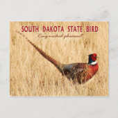 South Dakota State Bird: Ring-necked fazant Briefkaart (Voorkant)