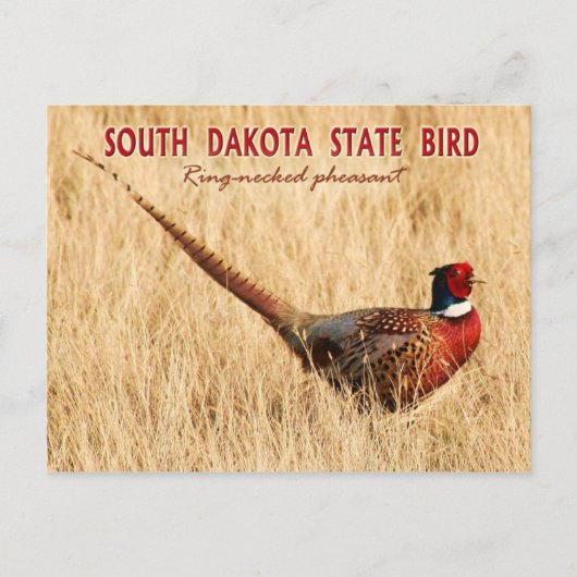 South Dakota State Bird: Ring-necked fazant Briefkaart (Voorkant)