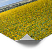 South Dakota Sunflower Boerderij, Painterly Poster (Hoek)