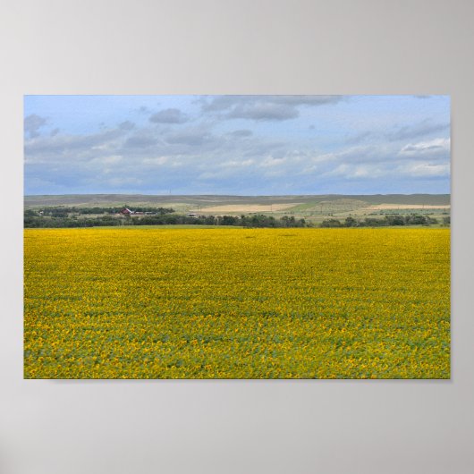 South Dakota Sunflower Boerderij, Painterly Poster (Voorkant)