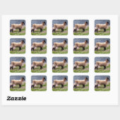 South Devon Coast Lamb Staande in Pinks Vierkante Sticker (Vel)