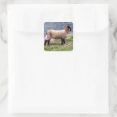 South Devon Coast Lamb Staande in Pinks Vierkante Sticker (Tas)
