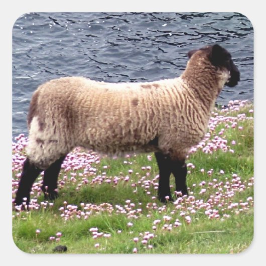 South Devon Coast Lamb Staande in Pinks Vierkante Sticker (Voorkant)