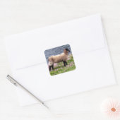 South Devon Coast Lamb Staande in Pinks Vierkante Sticker (Envelop)