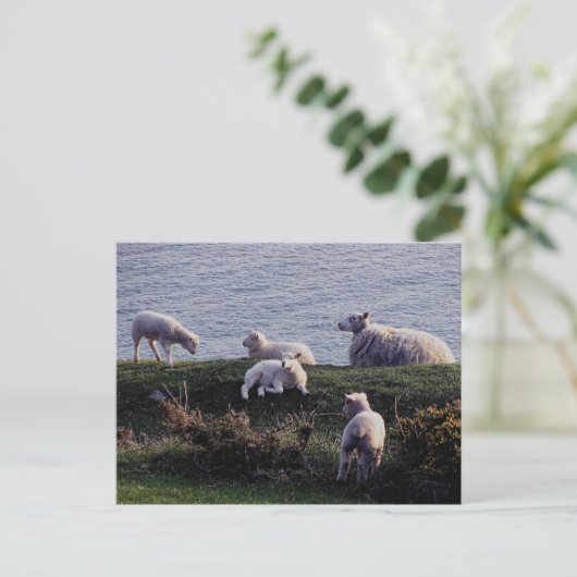 South Devon Sheep And Lambs On Remote Coastline Briefkaart (Staand voorkant)