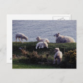 South Devon Sheep And Lambs On Remote Coastline Briefkaart (Voorkant / Achterkant)