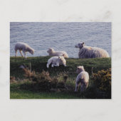 South Devon Sheep And Lambs On Remote Coastline Briefkaart (Voorkant)
