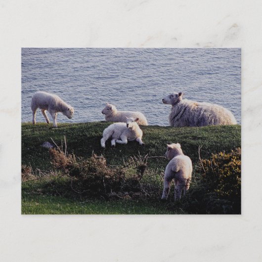 South Devon Sheep And Lambs On Remote Coastline Briefkaart (Voorkant)