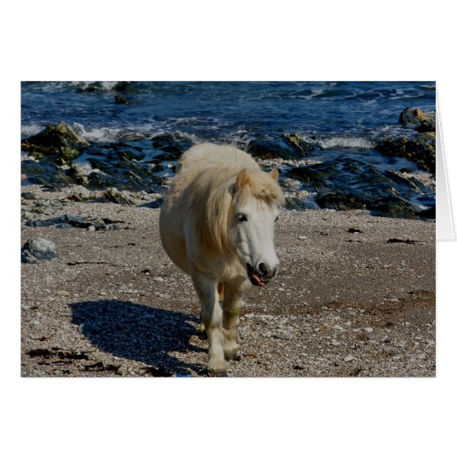 South Devon Shetland Pony loopt op afgelegen stran (Voorkant Horizontaal)