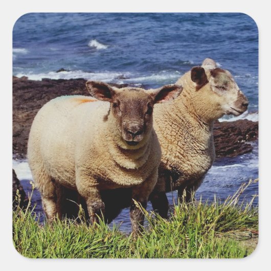 South Devon Twee lammeren op Coast Path Cliff Edge Vierkante Sticker (Voorkant)
