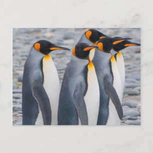 South Georgia. King Penguins Briefkaart