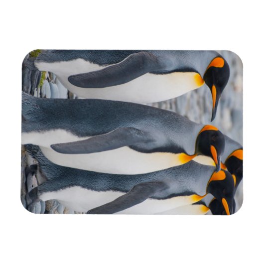 South Georgia. King Penguins Magneet (Horizontaal)