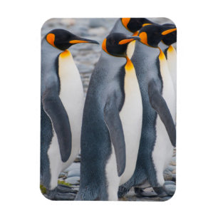 South Georgia. King Penguins Magneet