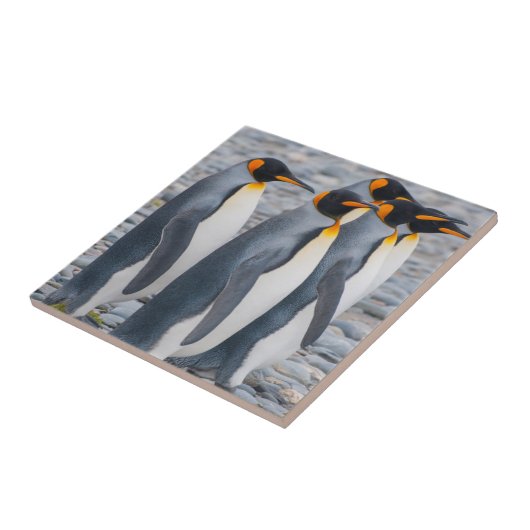 South Georgia. King Penguins Tegeltje (Zijkant)