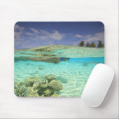 South Huvadhoo Atoll, Southern Maldives, Indian Muismat (Met muis)