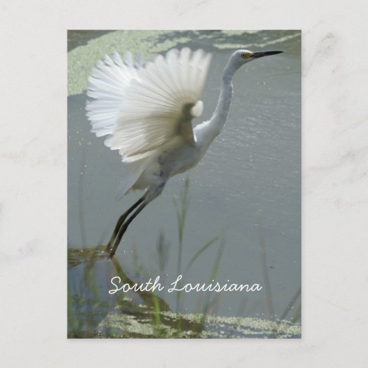 South Louisiana Briefkaart (Voorkant)