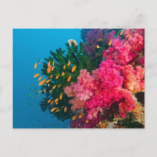 South Pacific, Fiji, Viti Levu, Bligh Water Briefkaart (Voorkant)