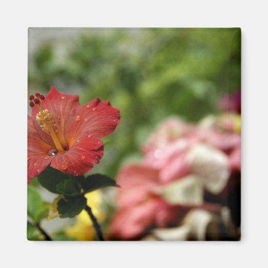 South Pacific, French Polynesia, Society 2 Magneet (Voorkant)