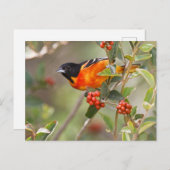 South Padre Island, Texas, VS, Baltimore Oriole Briefkaart (Voorkant / Achterkant)