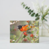 South Padre Island, Texas, VS, Baltimore Oriole Briefkaart (Staand voorkant)