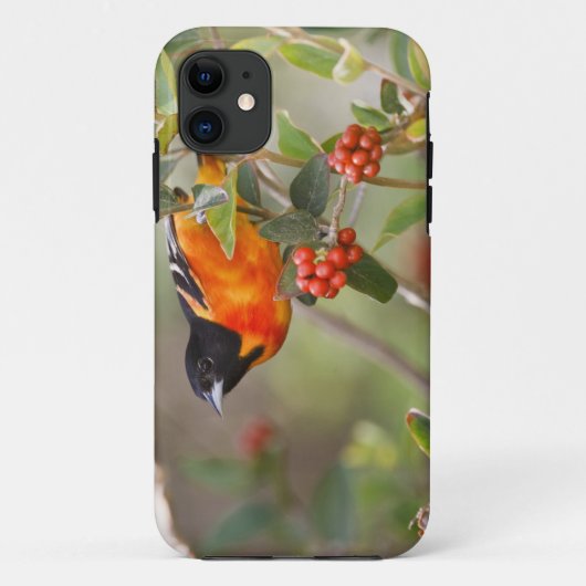 South Padre Island, Texas, VS, Baltimore Oriole Case-Mate iPhone Case (Achterkant)