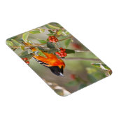 South Padre Island, Texas, VS, Baltimore Oriole Magneet (Rechterzijde)