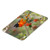 South Padre Island, Texas, VS, Baltimore Oriole Magneet (Linkerzijde)